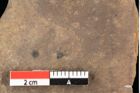 Foto (Detailansicht) von Asterocalyx styriacus Ettingshausen (NHMW-GEO-2024-0188-0421)